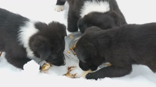 Hungry puppies eat fish heads with an iron round plate. Three cute funny little black and white puppies eat on snow in winter. — Stock Video