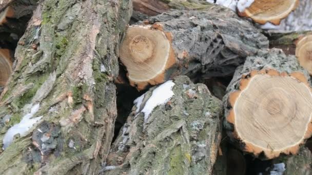 Många av nedfallna trädstammar liggande i rad — Stockvideo