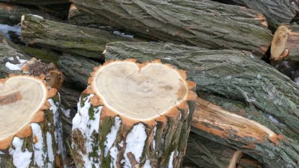 La forma inusual del tronco del árbol en la forma de un corazón, Día de San Valentín — Vídeos de Stock