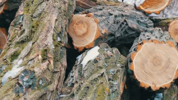 Muchos de troncos de árboles talados yaciendo en fila — Vídeo de stock