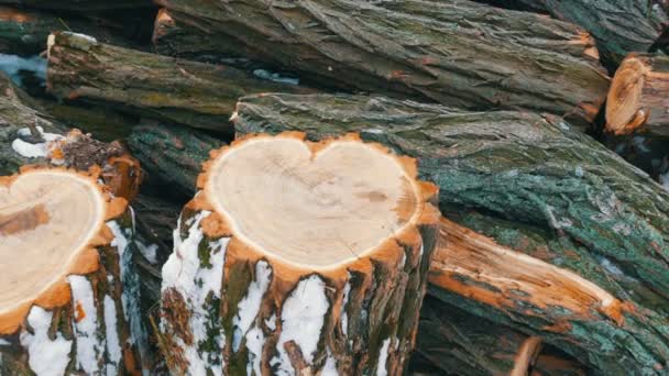 La forma inusual del tronco de dos árboles en forma de corazón, el Día de San Valentín — Vídeos de Stock