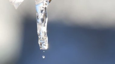 Bir ince eriyen buz saçağı mavi gökyüzü güneş parıldıyor. Icicle'ı akışında su damlaları