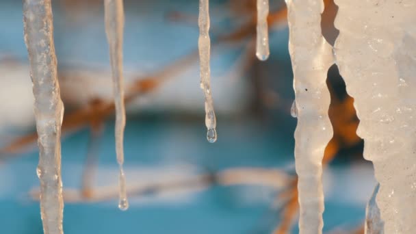 Groep voor mooie pittoreske icicles sprankelende en iriserende smelten in de zon — Stockvideo