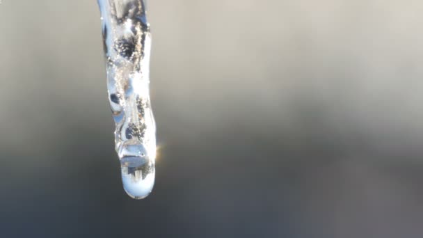冰柱在春日的光线下融化。水滴从融化的冰柱上流下来 — 图库视频影像