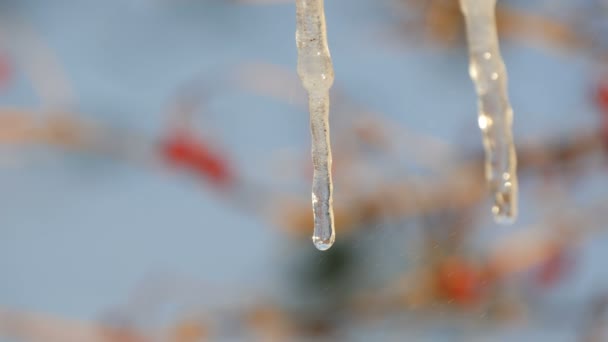 Scioglimento ghiaccioli su cui si possono vedere scorrere gocce d'acqua — Video Stock