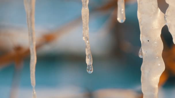 Melting icicles em que você pode ver gotas fluindo de água — Vídeo de Stock