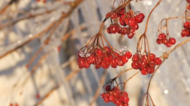 Grenar med röd viburnum på bakgrunden av grupp av vackra pittoreska istappar skinande och skimrande smälta i solen — Stockvideo