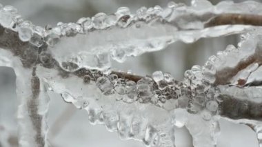 Güzel donmuş buz ve ağaç dalı üzerinde eriyen buz sarkıtları
