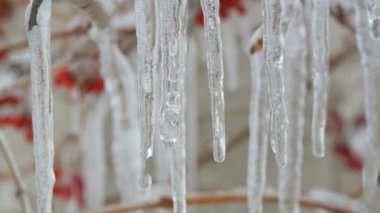 Erken bahar makro içinde dallara erime damlama buz sarkıtları görünümü kapatın. Therethrough düşen su damla dondurulmuş kırmızı meyveler arka planı görülmektedir şeffaf güzel saçağı eriyor