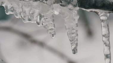 Erken bahar makro içinde dallara erime damlama buz sarkıtları görünümü kapatın. Therethrough düşen su damlaları görülür şeffaf güzel saçağı eriyor