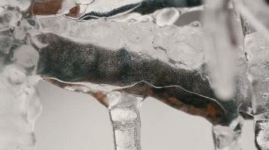 Erken bahar makro içinde dallara erime damlama buz sarkıtları görünümü kapatın. Therethrough düşen su damlaları görülür şeffaf güzel saçağı eriyor