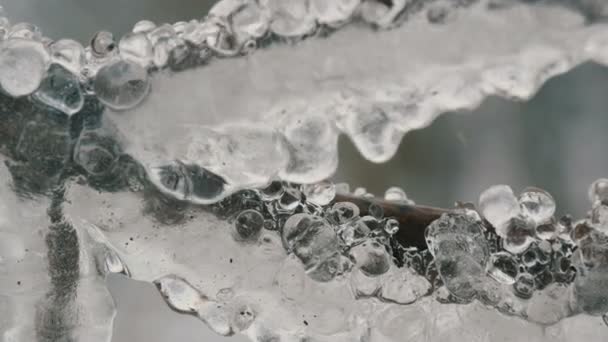 Smeltende druipende ijspegels uit de tak in vroege voorjaar macro close-up. Transparante mooie icicle smelt therethrough vallende water druppels worden gezien — Stockvideo