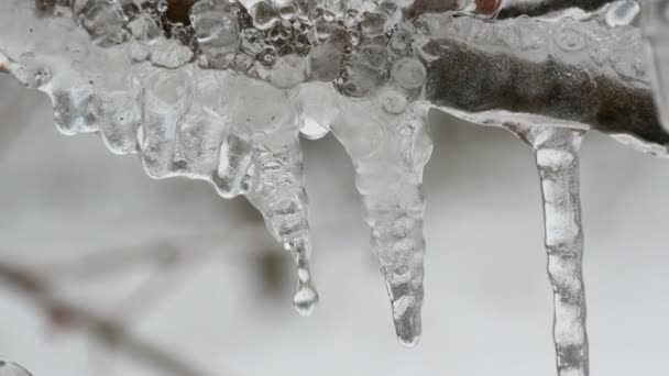 Melting dripping icicles from the branch in early spring macro close up view. Transparent beautiful icicle melts therethrough falling water drops are seen — Stock Video