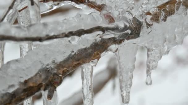 Glace magnifiquement congelée et glaçons fondants sur la branche de l'arbre — Video