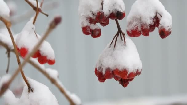Takken van rode bessen van de viburnum onder de sneeuw — Stockvideo