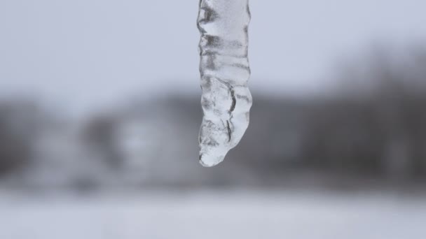Lonely icicle melting close up view — Stock Video