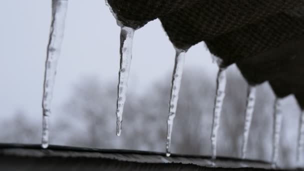 Uzun ince eriyen buz sarkıtları çatıda dizi — Stok video