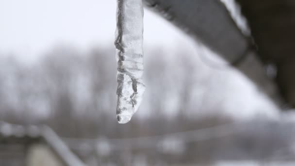 Lonely icicle derretimiento vista de cerca — Vídeos de Stock