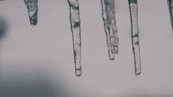 Melting dripping icicles from the roof in early spring macro close up view. Transparent beautiful icicle melts therethrough falling water drops are seen against the background of frozen red berries — Stock Video