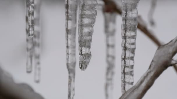 Schmelzende tropfende Eiszapfen vom Ast im zeitigen Frühjahr Makro Nahsicht. transparente schöne Eiszapfen schmelzen durch fallende Wassertropfen — Stockvideo