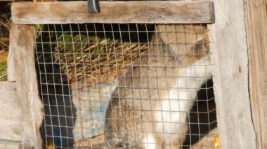 Köyde bir kafeste oturan gri büyük tavşan.