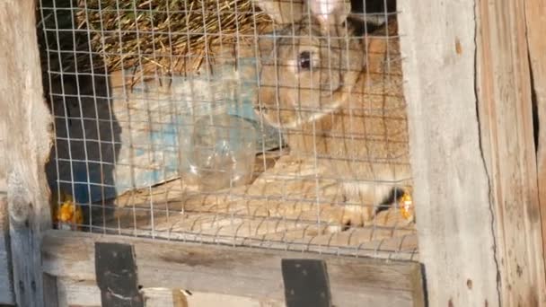 Szary królik duże siedzi w klatce w wiosce. — Wideo stockowe