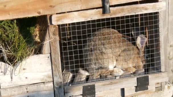 Gris gran conejo sentado en una jaula en un pueblo . — Vídeos de Stock