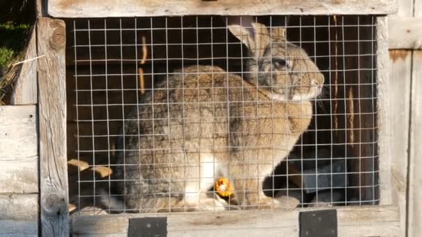 Gris gran conejo sentado en una jaula en un pueblo . — Vídeos de Stock