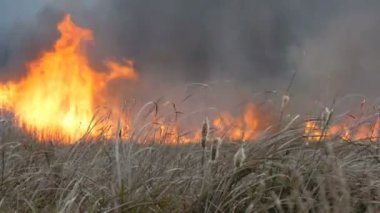 Bozkır alev orman yangında büyük doğal fırtınası. Kuru ot yanan