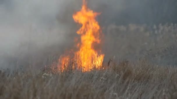 Énorme flamme élevée d'un feu de tempête qui brûle l'herbe sèche et les buissons dans la steppe forestière. Brûler le feu dans la nature, catastrophe naturelle 