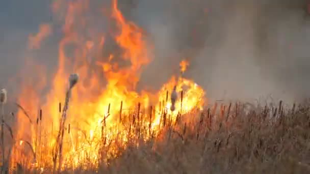 乾いた草および森林草原の茂みを燃やす嵐火の巨大な強火。自然、自然災害で燃えている火 — ストック動画