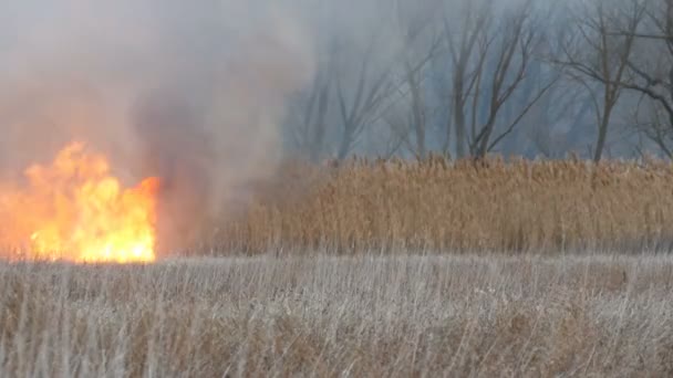 Fascinante belle scène de brûlage d'herbe sèche des marais élevés qui est consommée par des flammes de feu naturel sur fond de sinistres arbres secs noirs. Grand feu dans la steppe forestière 