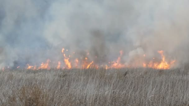 Incendios forestales o incendios en la estepa del bosque. Gran cantidad de hierba seca arde alto en llamas. Arbustos ardientes, hierba, árboles, viento esparciendo fuego en otoño profundo — Vídeo de stock