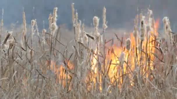 Terribile grande incendio nella steppa della foresta. Erba steppa secca brucia in autunno profondo — Video Stock