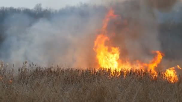 Une Énorme Flamme Élevée Feu Tempête Qui Brûle Herbe Sèche — Video