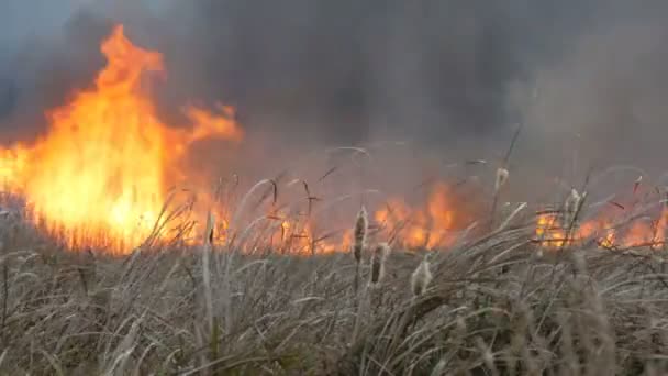 Enorme incendio forestal de llama de tormenta natural en estepa. Hierba seca ardiendo — Vídeo de stock