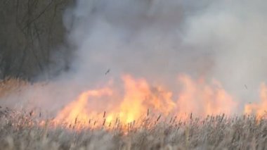 Wildfires veya orman bozkır yangında fırtına. Büyük miktarda kuru ot yüksek alevler içinde cehenneme. Yanan çalılar, ot, ağaç, yayılan yangın derin sonbaharda rüzgar.