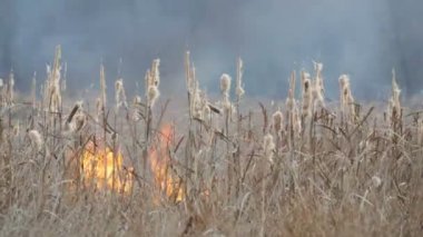 Arka plan wildfires veya orman bozkır yangında fırtına. Büyük miktarda kuru ot yüksek alevler içinde cehenneme. Yanan çalılar, ot, ağaç, yayılan yangın derin sonbaharda rüzgar.