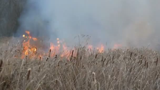 Pożary lub burza ognia w Step Las. Ogromna ilość suchej trawy bujny wysokiej w płomieniach. Burning krzaki, trawa, drzewa, wiatr rozprzestrzeniania ognia w głęboką jesienią — Wideo stockowe