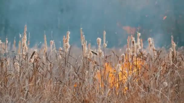Terrible big high wildfire in the forest steppe. Dry steppe grass is burning in deep autumn — Stock Video