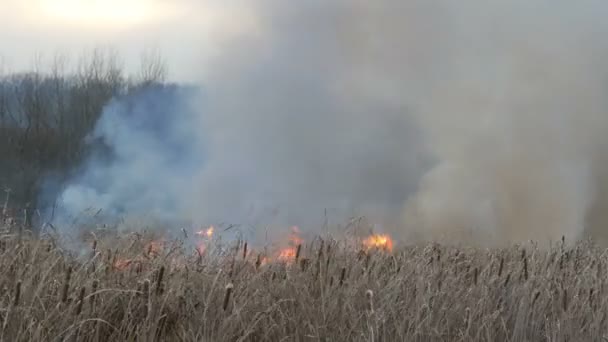 Fum imens dintr-un incendiu în stepa pădurii. Arde iarbă uscată şi tufişuri. Trestie uscată care arde dintr-o flacără — Videoclip de stoc