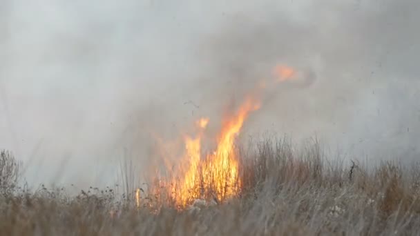 Énorme flamme élevée d'un feu de tempête qui brûle l'herbe sèche et les buissons dans la steppe forestière. Brûler le feu dans la nature, catastrophe naturelle — Video