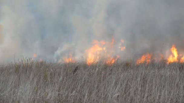 Le fiamme bruciano erba secca e cespugli. Incendio nella steppa della foresta, disastro naturale sotto forma di incendio — Video Stock