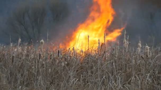 Огромное пламя штормового пожара, который сжигает сухую траву и кусты в лесной степи. Пожар в природе, стихийное бедствие — стоковое видео