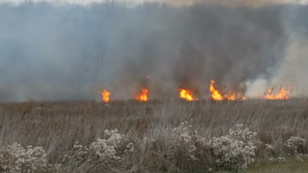 Brandend vuur in de natuur, natuurlijke ramp. Enorme hoge vlam van een storm vuur dat droog gras en struiken in de bos-steppe brandt. — Stockvideo