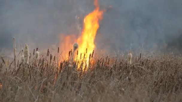 Huge High Flame Storm Fire Burns Dry Grass Bushes Forest — Stock Video