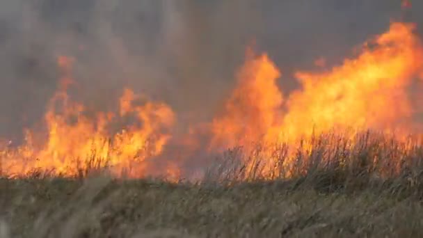 Huge natural storm flame forest fire in steppe. Burning dry grass — Stock Video
