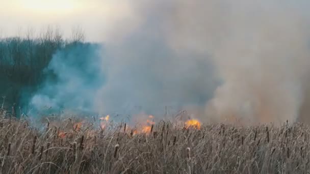 Enorme columna de humo de un fuego elemental en la estepa del bosque, arbustos ardientes y hierba seca — Vídeo de stock