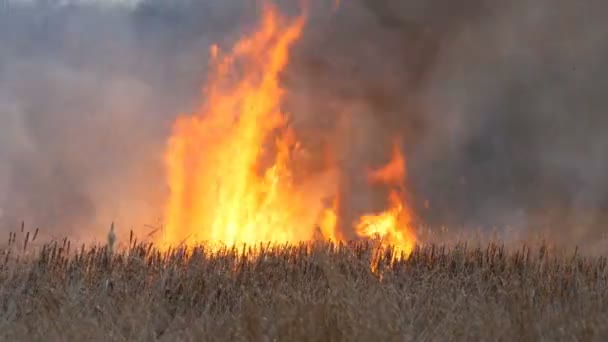 Огромное пламя штормового пожара, который сжигает сухую траву и кусты в лесной степи. Горящий огонь в природе, стихийное бедствие — стоковое видео