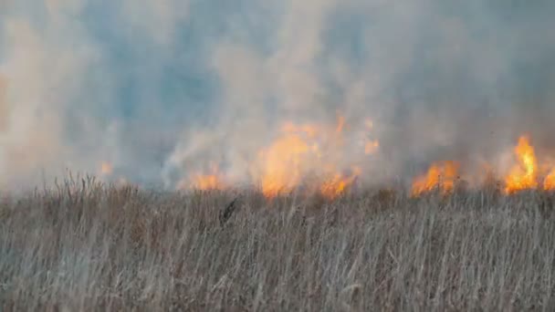 Un terrible grand feu de forêt dans la steppe forestière. L'herbe de steppe sèche brûle en automne profond 